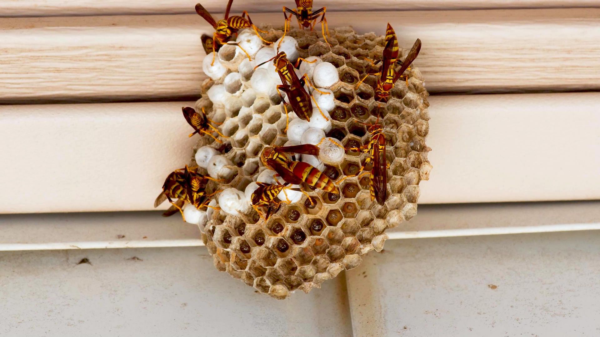 Keep Wasps and Hornets at Bay This Summer