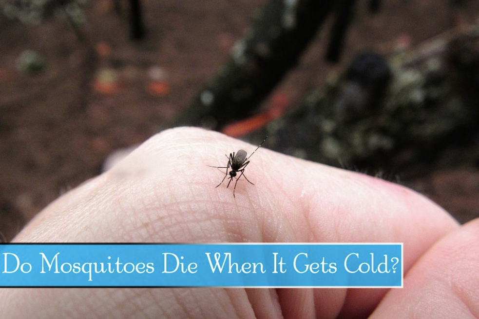 Do Mosquitoes Die When It Gets Cold?