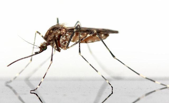 Take Back Your Yard With Mosquito Barrier Sprays