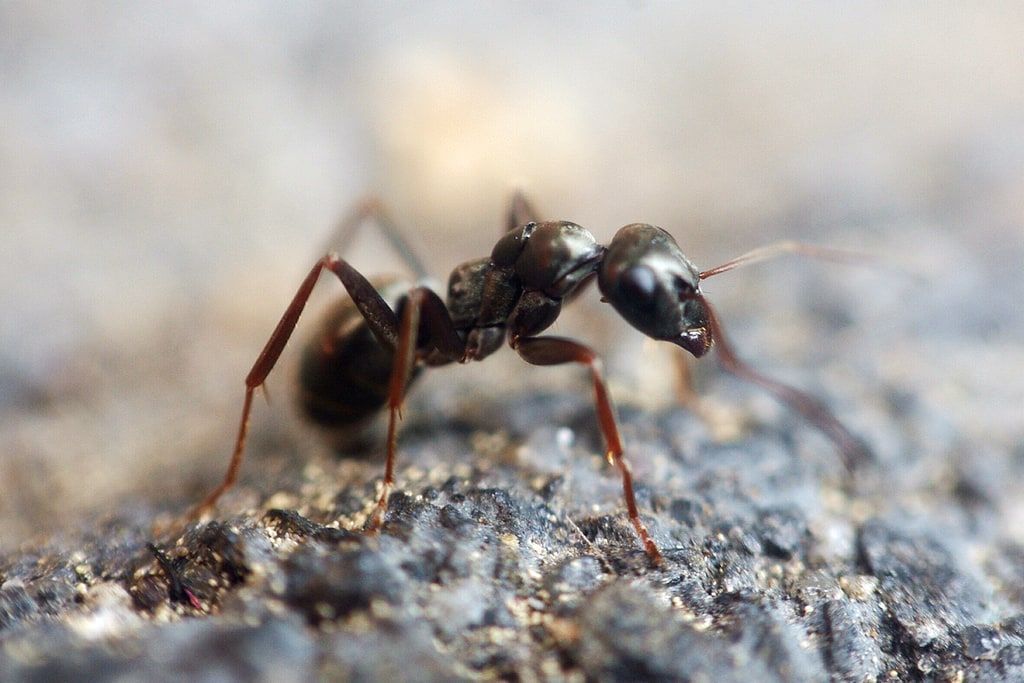 Get Help Dealing with Ant Infestations – Superior Spray Service is on your Side!