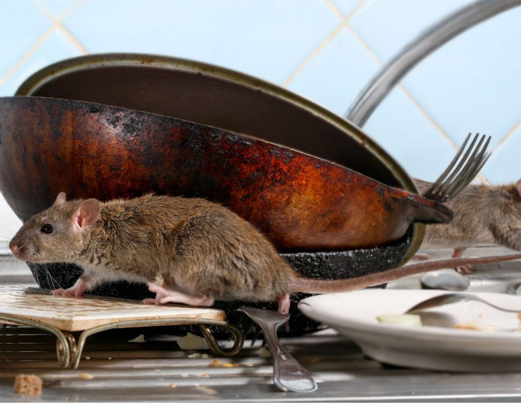 How To Get Rid Of Rats In Florida