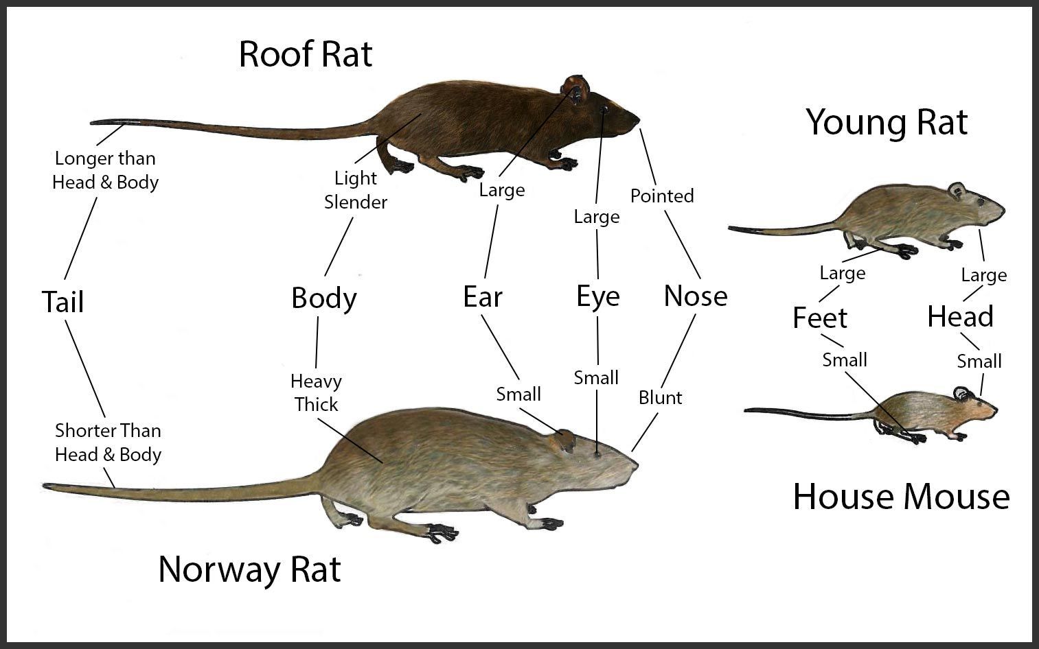 How To Immediately See The Difference Between Rats and Mice.