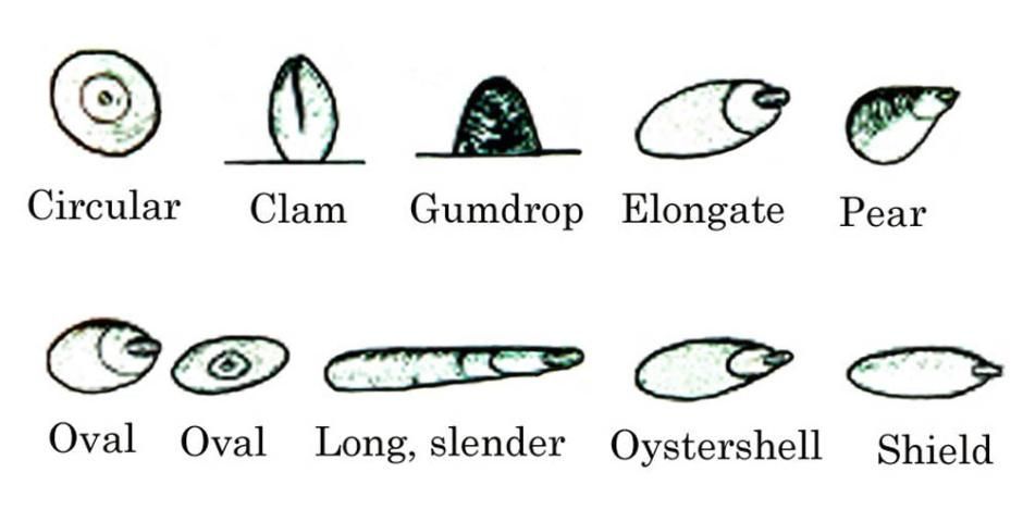 Shapes of adult female scales.