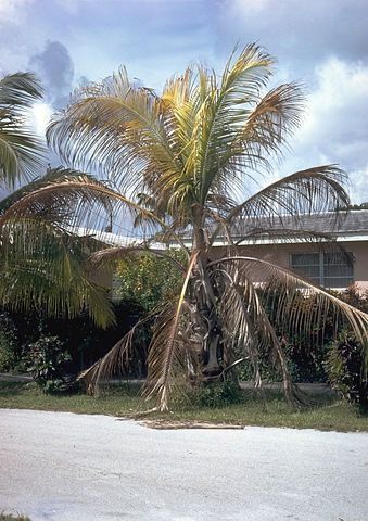 How To Protect Your Palm Trees From Pests and Disease