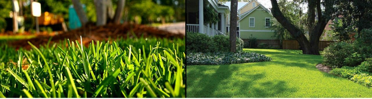 The Best St. Augustine Grass for Your Florida Lawn