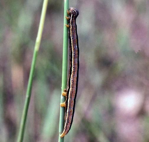 Striped grass looper larva.