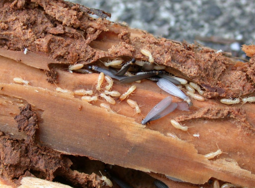Why You Should Be Terrified of Termites