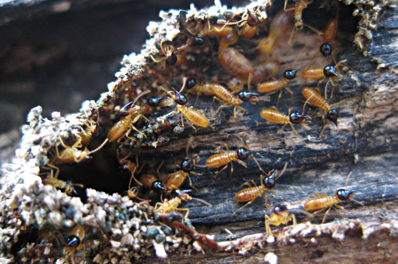 What You Should Know About Termites, But Were Afraid To Ask.