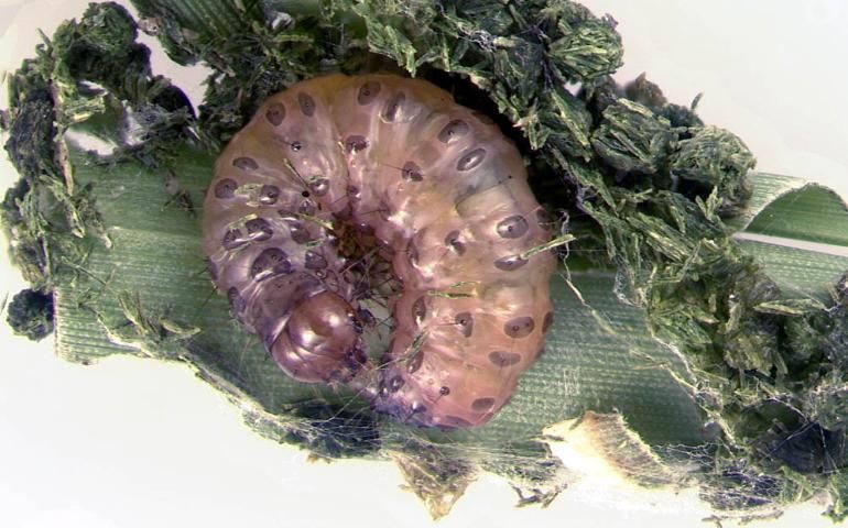 Tropical sod webworm larva