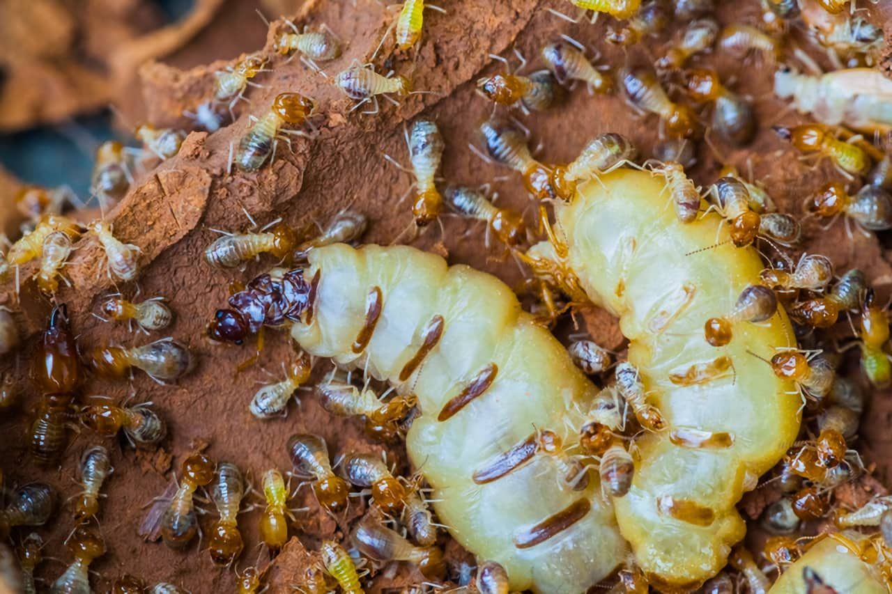 What Termites Look Like