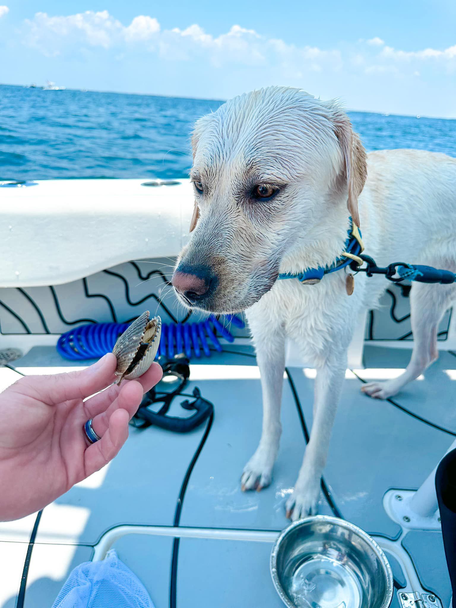 Dog-Friendly Yacht — Crystal River, FL — A Look Below Charters