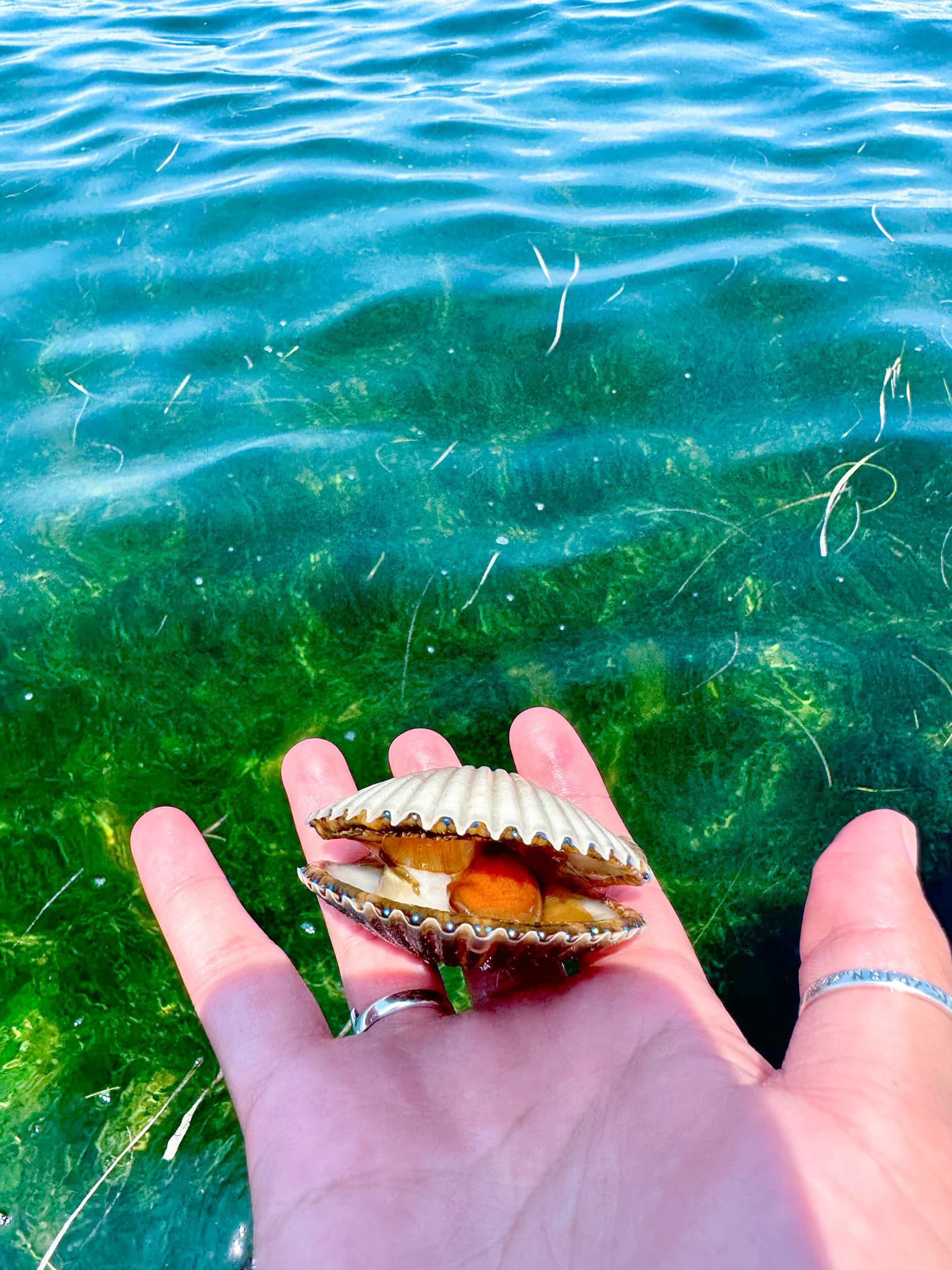 Close Up Hand Picking Up Seashell — Homosassa, FL — A Look Below Charters