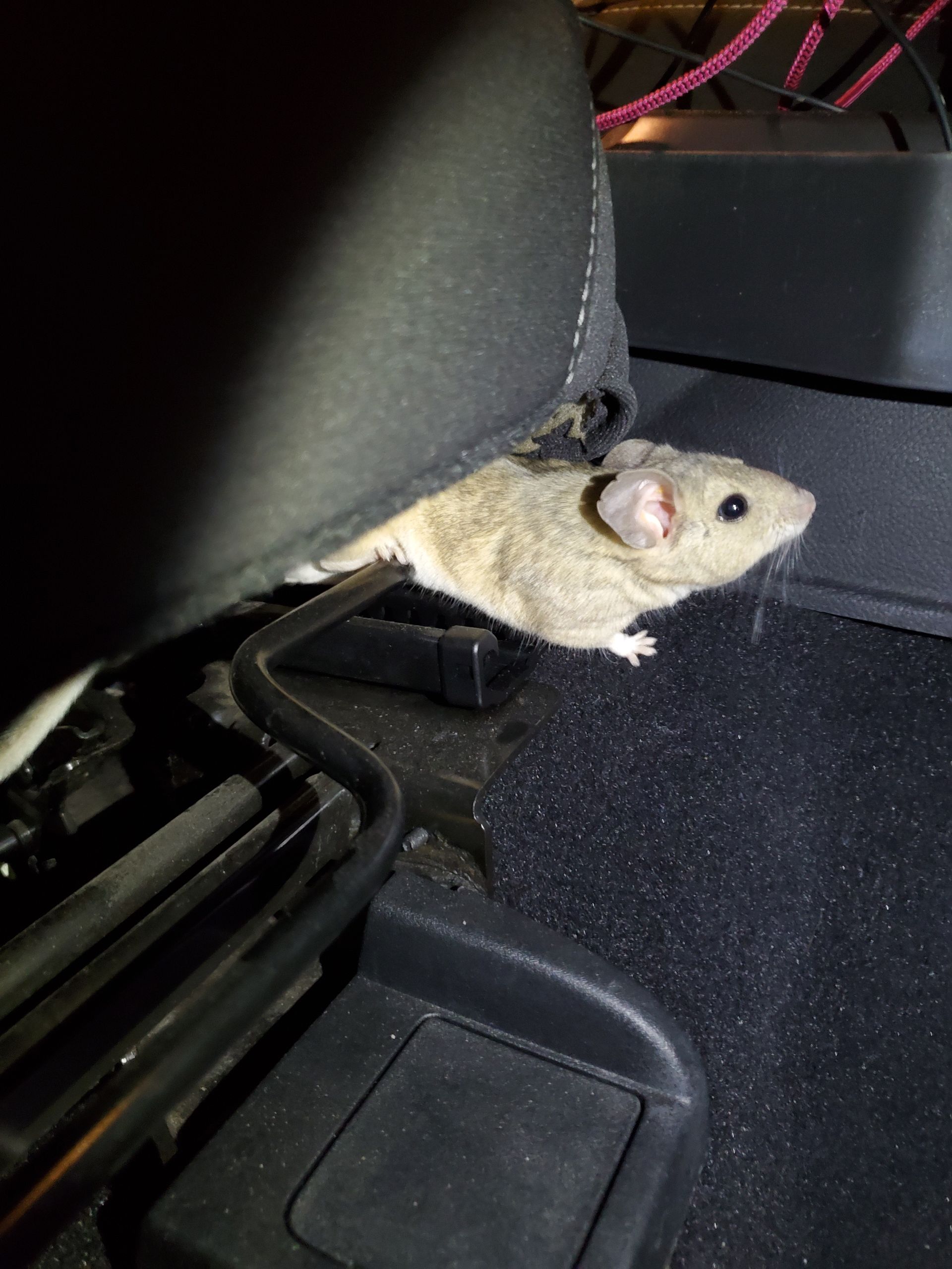 Why Rodents Love Getting Into Cars | B & R Auto Body Works