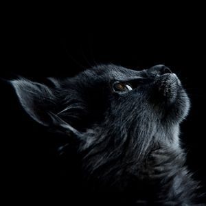 Un chat noir regarde le ciel dans le noir.