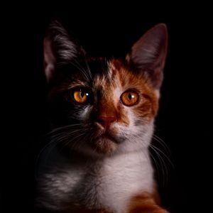 Un chat calico aux yeux orange regarde la caméra sur un fond noir.