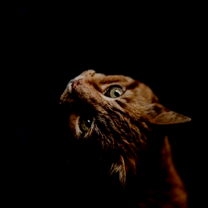 Un gros plan d'un chat regardant vers le haut dans le noir.