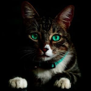 Un gros plan d'un chat aux yeux verts portant un collier.