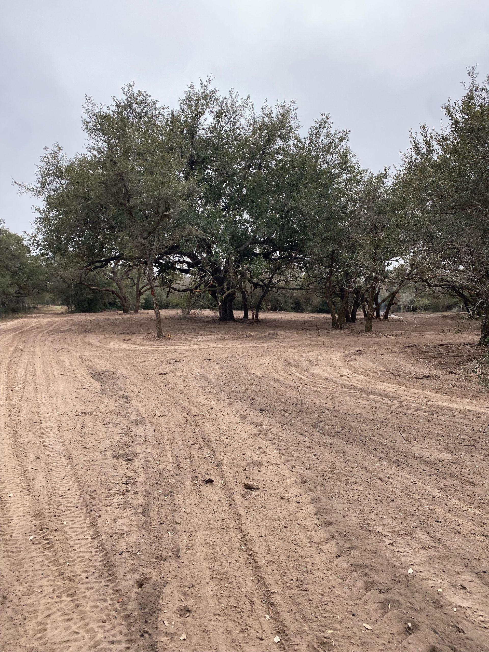 A dirt road going through a field with trees in the background.