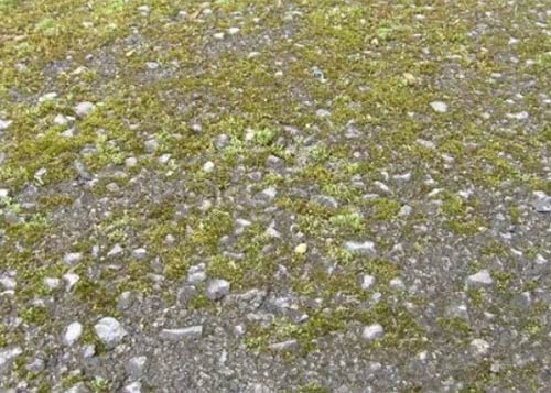 Green moss on a driveway in Bosham