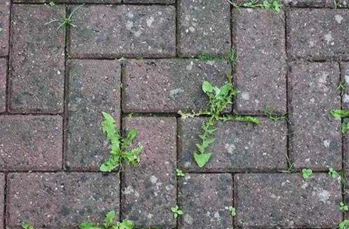 weeds in a block paved driveway in East Lavant