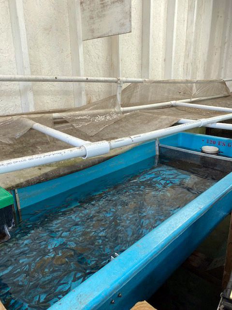 A large blue container filled with water and fish.