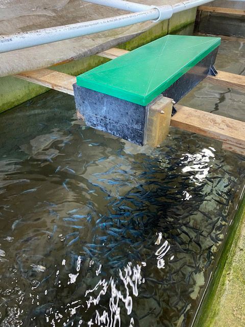 A green block is sitting in the middle of a pond filled with fish.