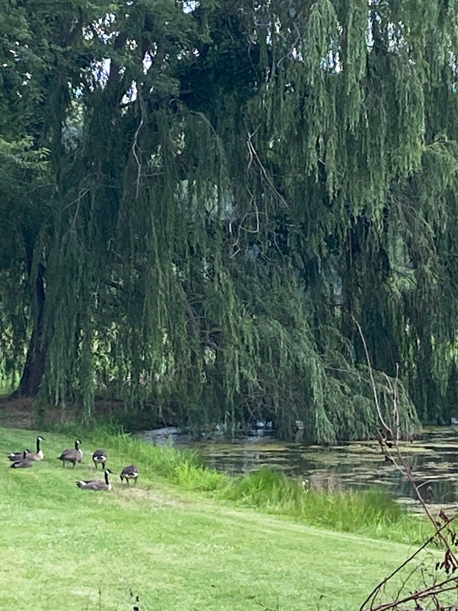 A flock of ducks are standing in a grassy field next to a river.