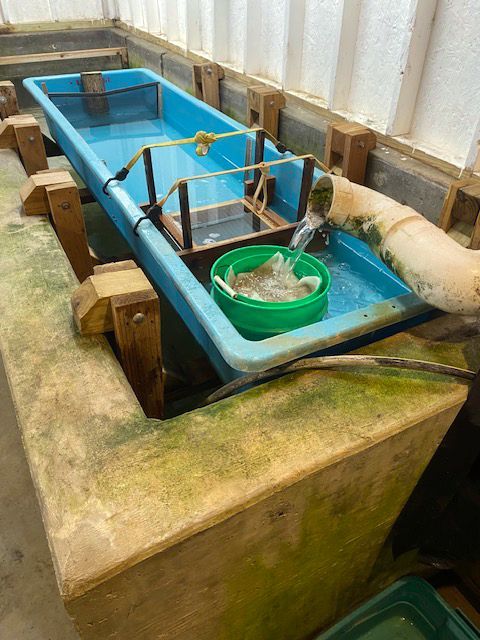 There is a green bucket in the middle of a blue tank.