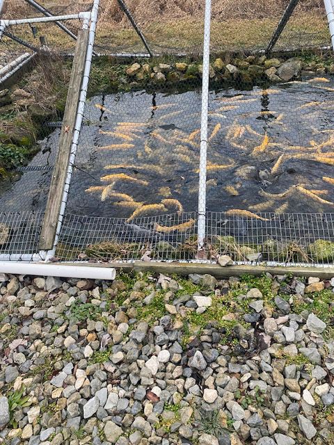 A pond filled with trout is surrounded by rocks and a fence.