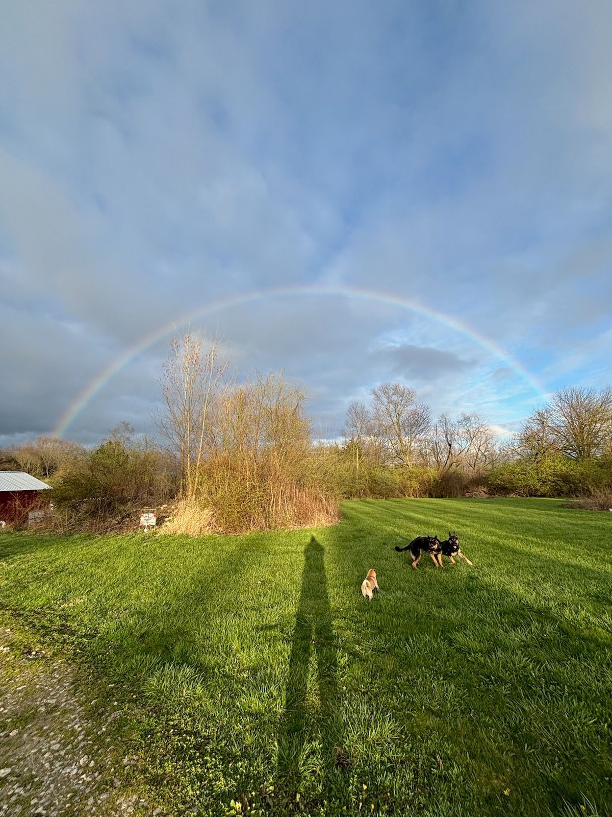 Two dogs are running in a field with a rainbow in the sky.