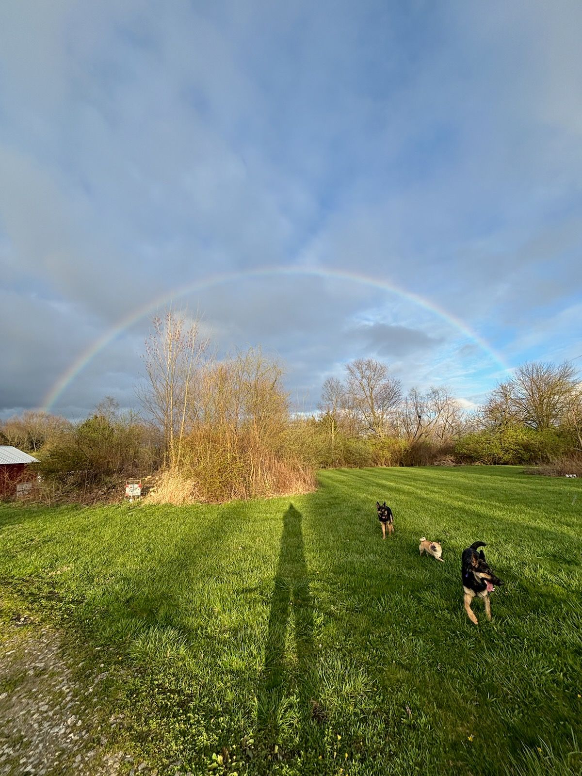 Three dogs are playing in a field with a rainbow in the sky.