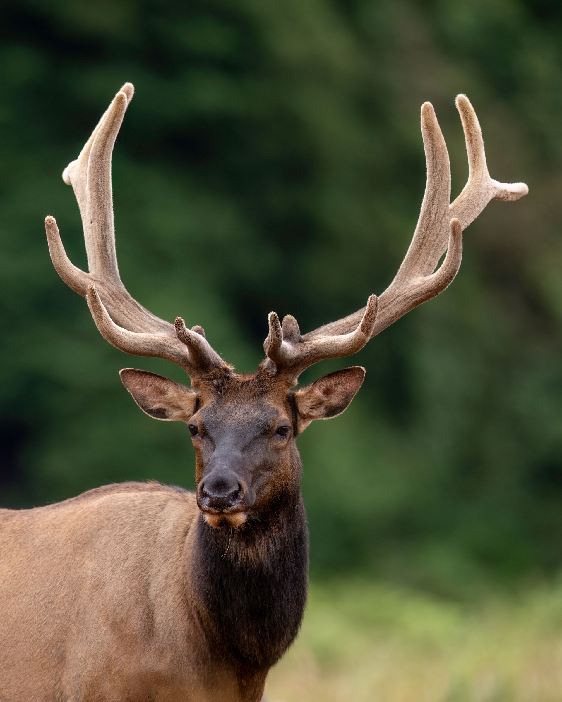 Elk with large antlers stands in front of a green, blurred background.