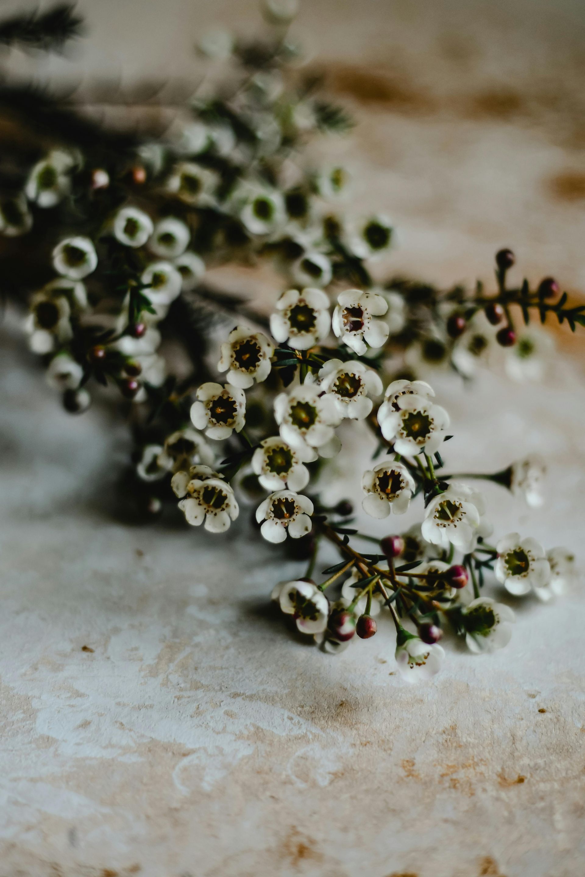 Two-tiered white cake with textured frosting, decorated with pink roses and small white flowers.
