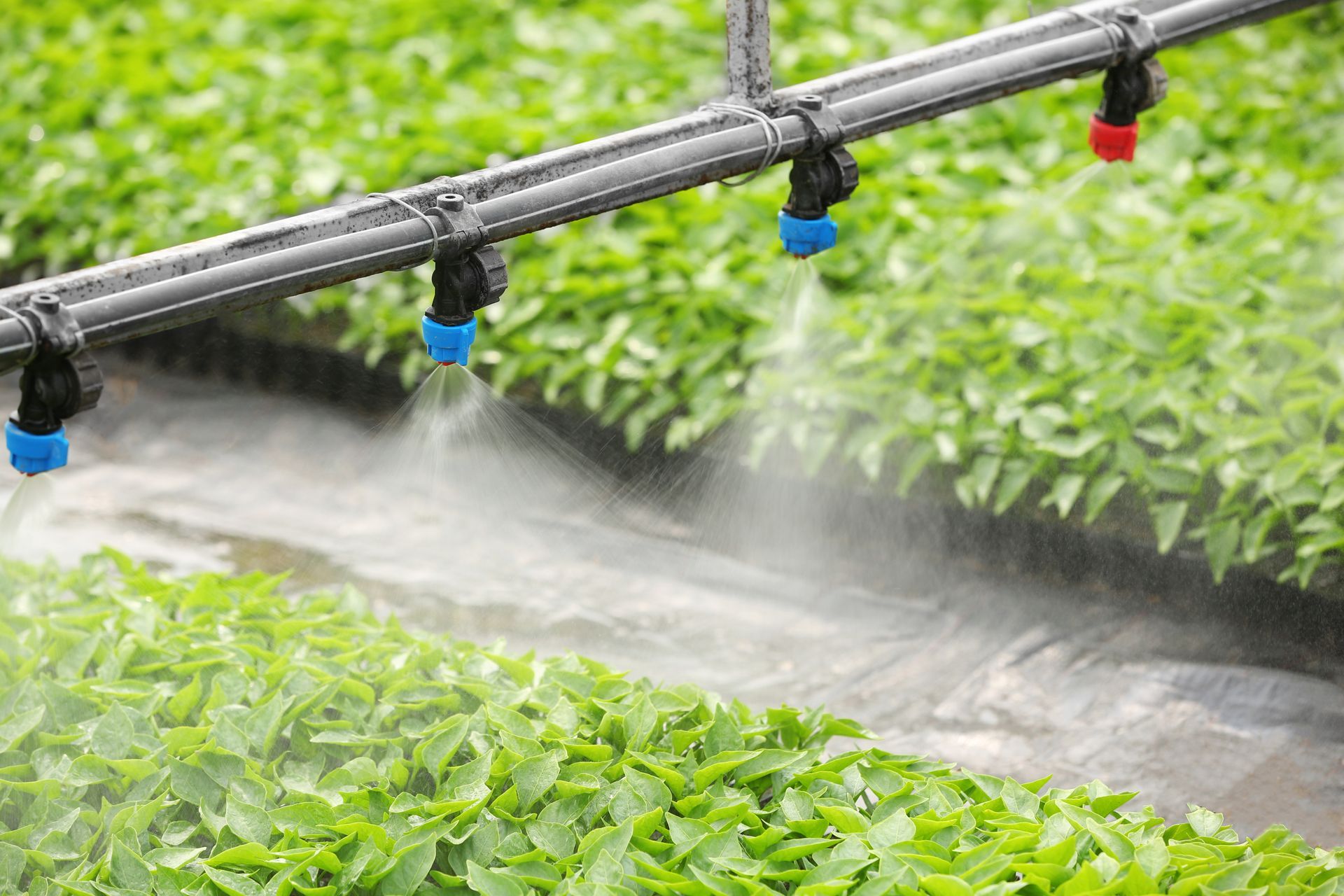 A hose is spraying water on a lush green field of plants.