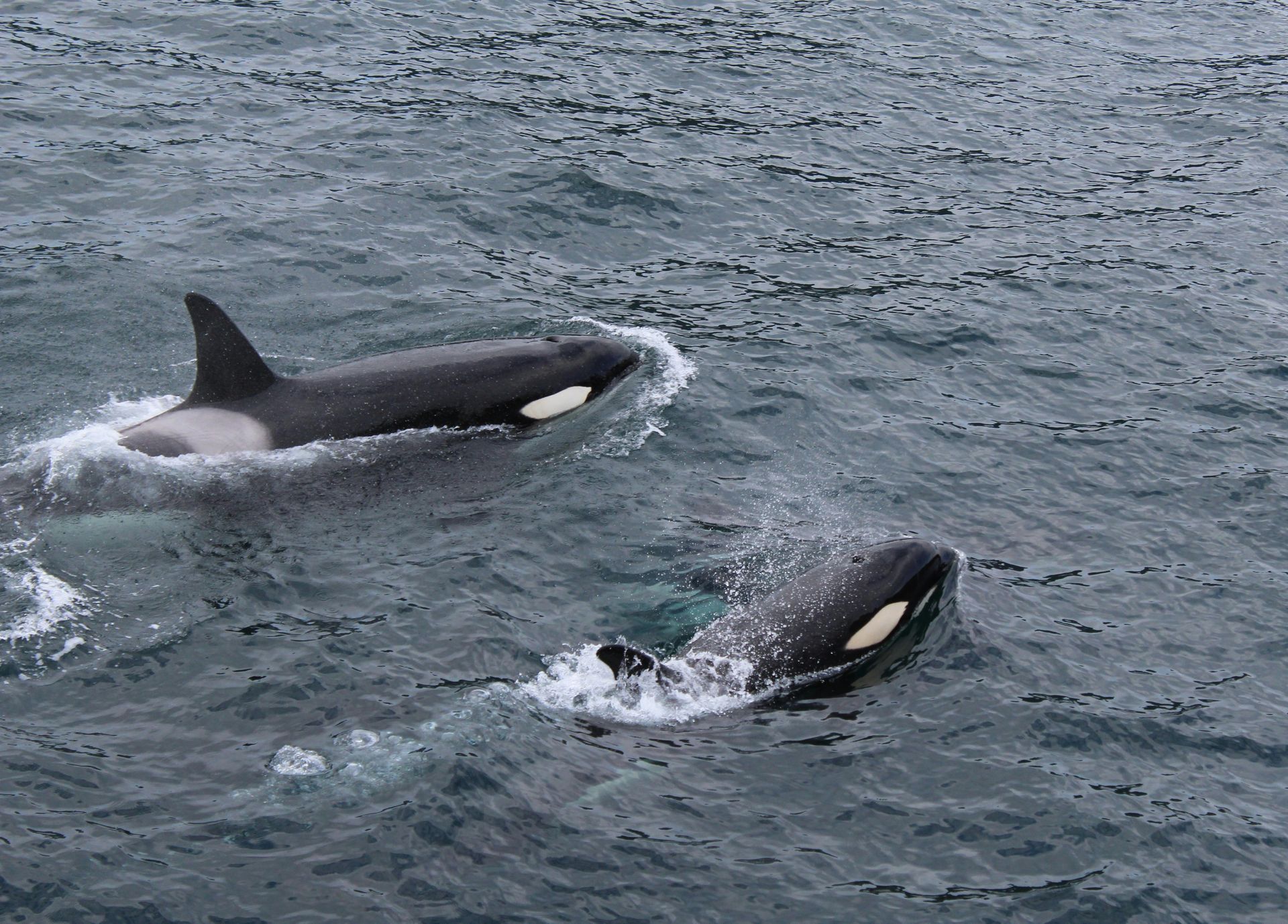 Two orcas swimming in choppy, dark water; one surfaces, splashing.