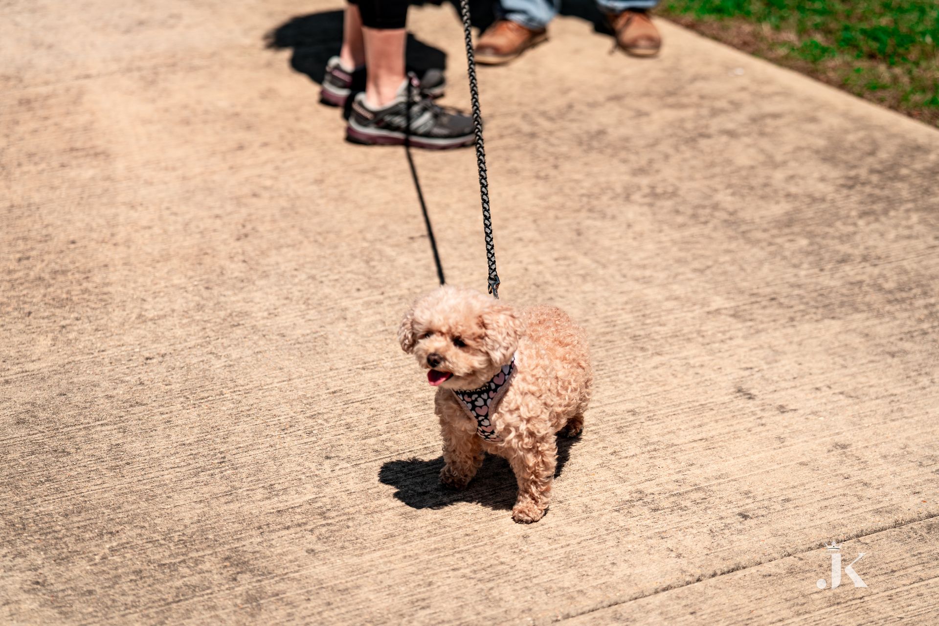 A person is walking a small dog on a leash.