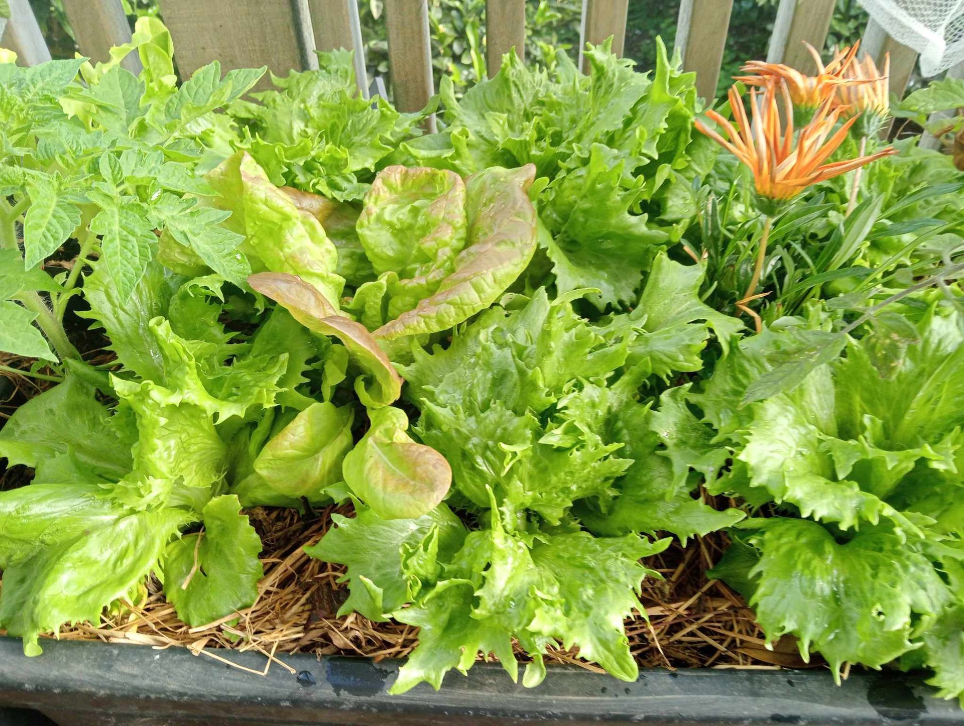 Lettuce plants with green, red, and yellow leaves grow in a garden bed with a decorative orange flower.