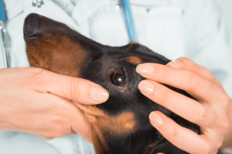Veterinarian | Houston, TX | Gulf Coast Animal Eye Clinic