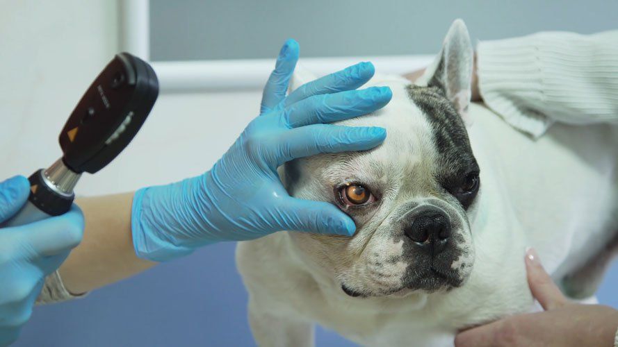 Veterinarian Ophthalmologist — Houston, TX — Gulf Coast Animal Eye Clinic