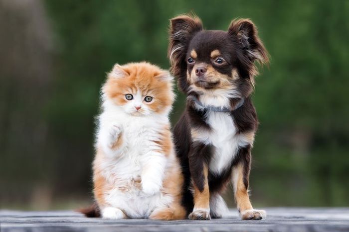 Adorable Kitten And Chihuahua — Houston, TX — Gulf Coast Animal Eye Clinic
