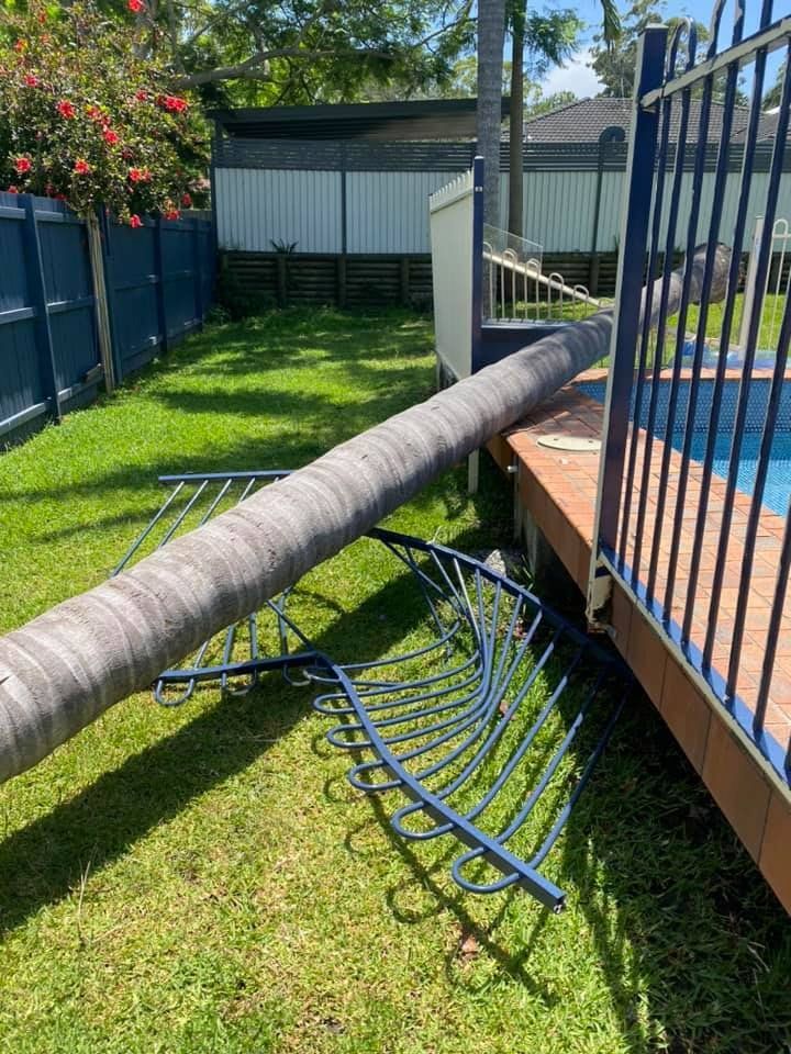 A Palm Tree Has Fallen On A Fence Next To A Pool — All Area Tree Service Pty Ltd In Fountaindale, NSW