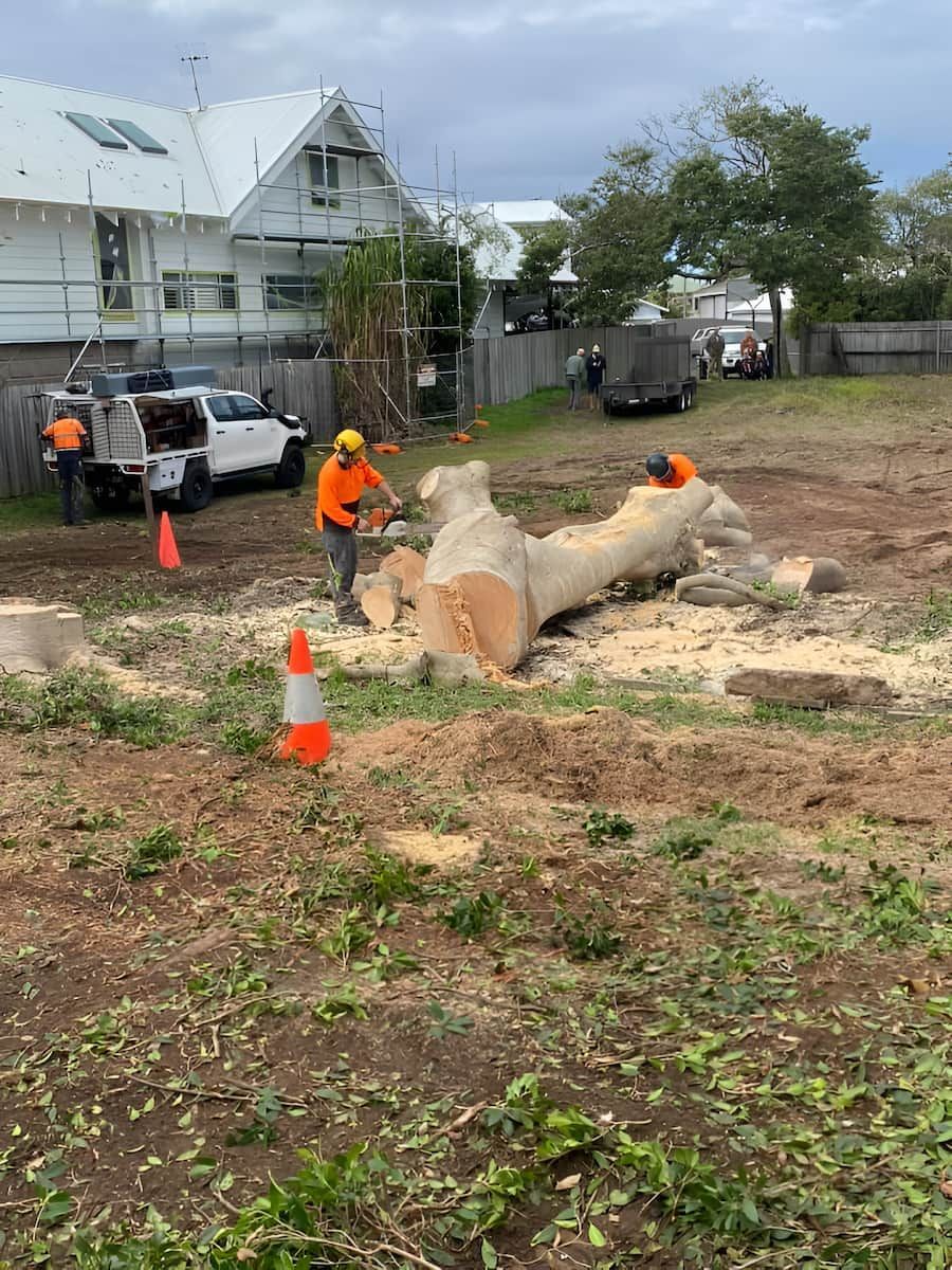A Group Of People Are Cutting Down A Tree In A Field — All Area Tree Service Pty Ltd In Hornsby, NSW