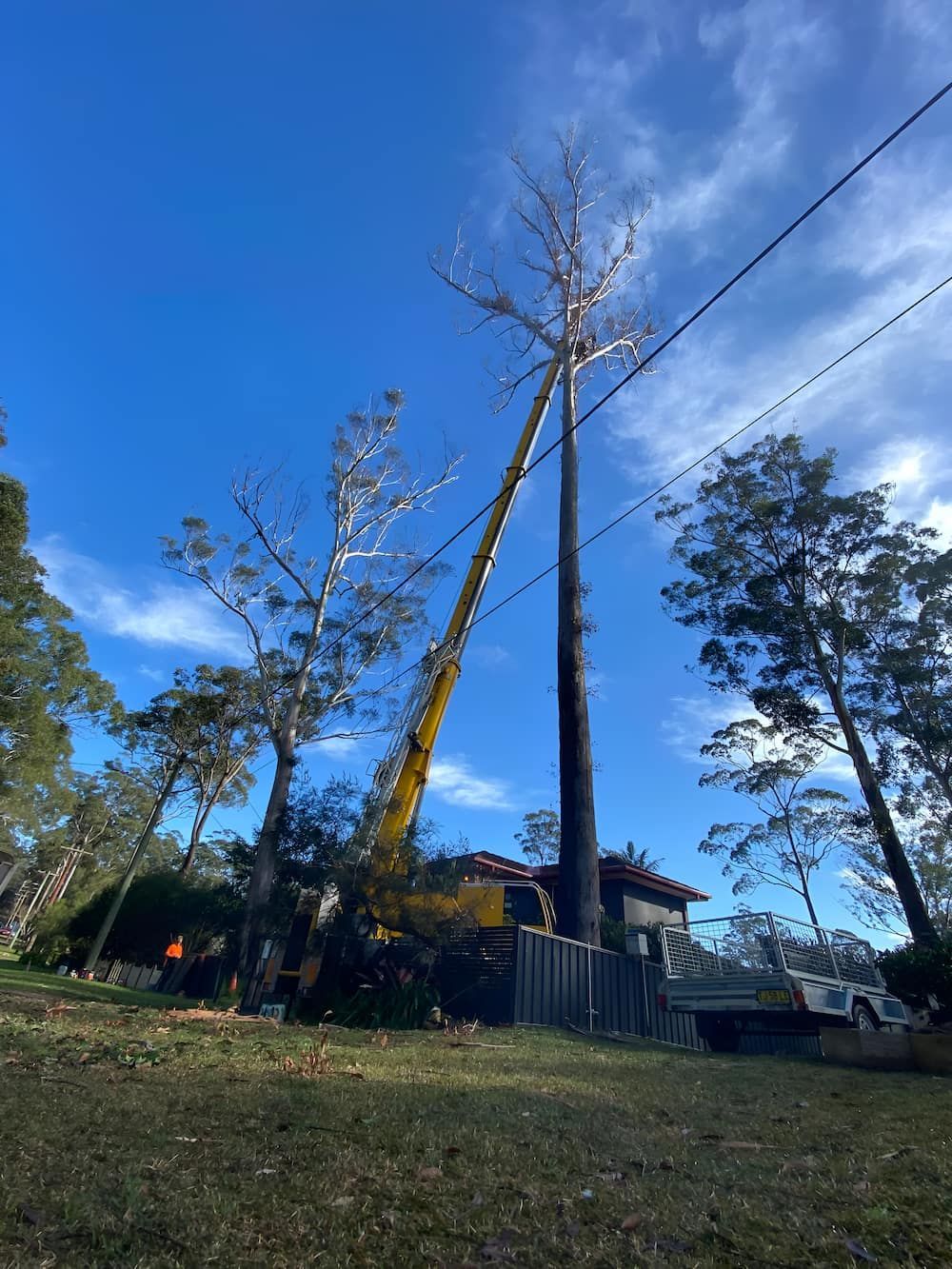 A Crane Is Cutting Down A Tree Next To A Power Line — All Area Tree Service Pty Ltd In Hornsby, NSW