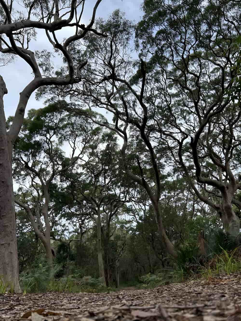 A Forest With Lots Of Trees And Leaves On The Ground — All Area Tree Service Pty Ltd In Fountaindale, NSW