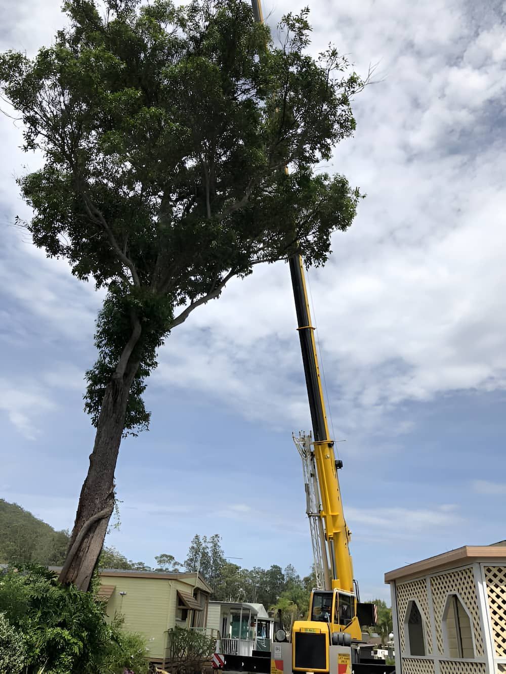 A Large Tree Is Being Removed By A Crane — All Area Tree Service Pty Ltd In Fountaindale, NSW