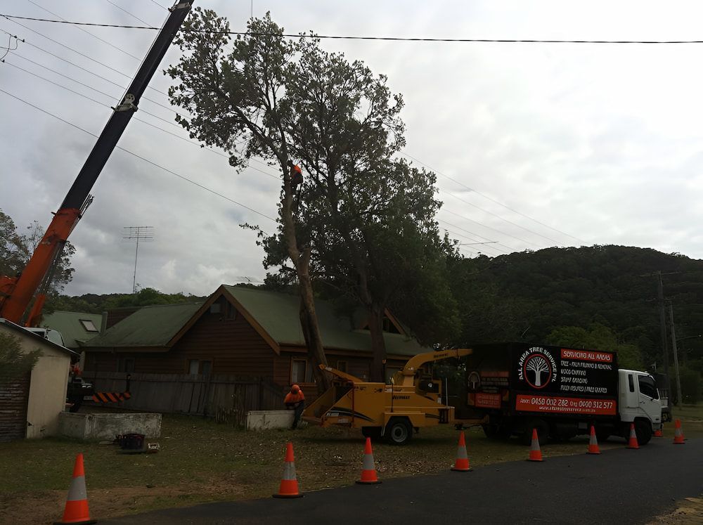 A Crane Is Cutting A Tree In Front Of A House — All Area Tree Service Pty Ltd In Fountaindale, NSW