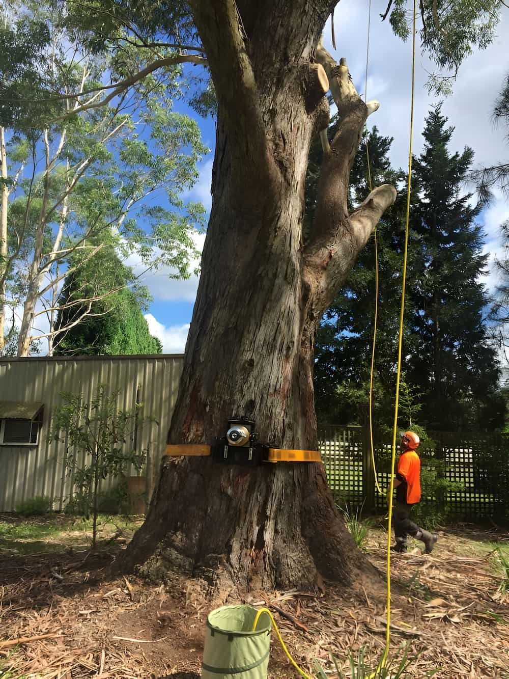 A Man Is Climbing A Tree With A Chainsaw — All Area Tree Service Pty Ltd In Gosford, NSW