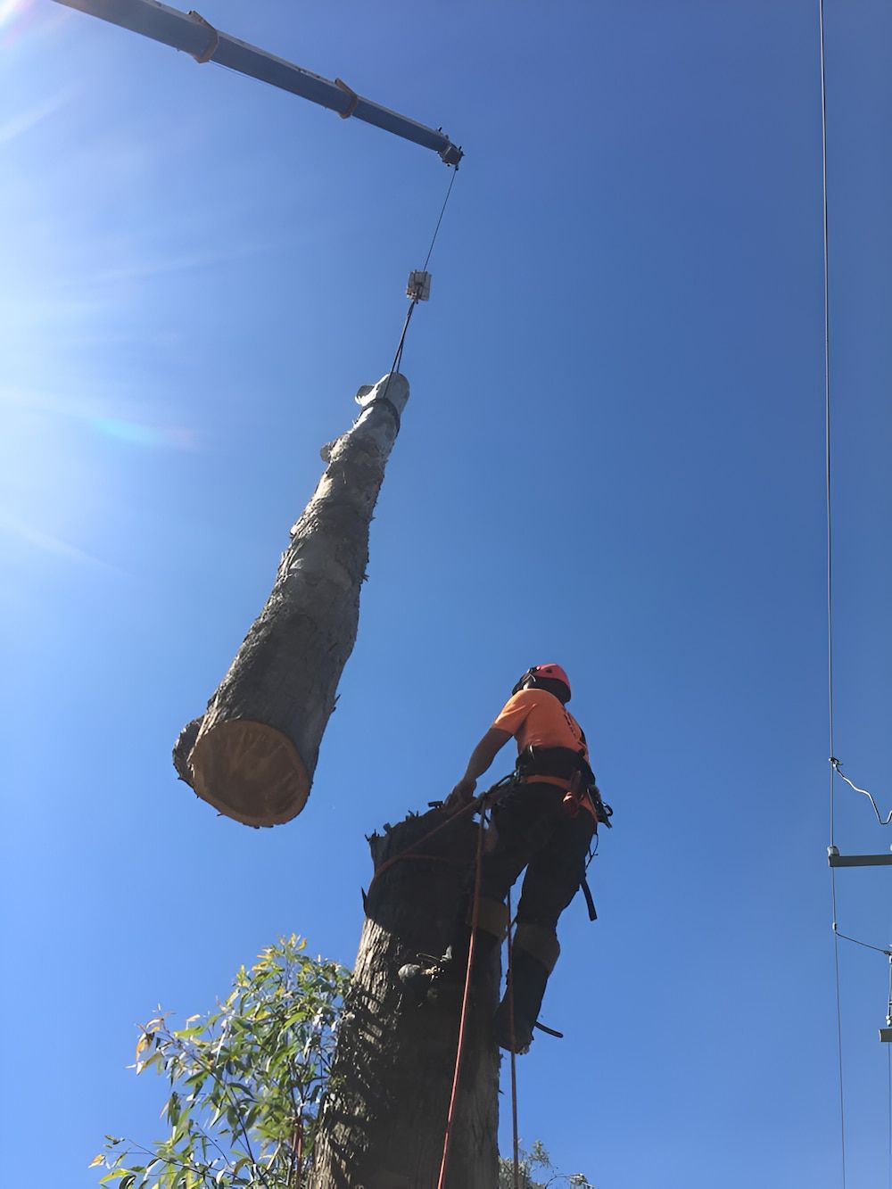 A Tree Stump Is Being Lifted By A Crane — All Area Tree Service Pty Ltd In Hunter Valley, NSW