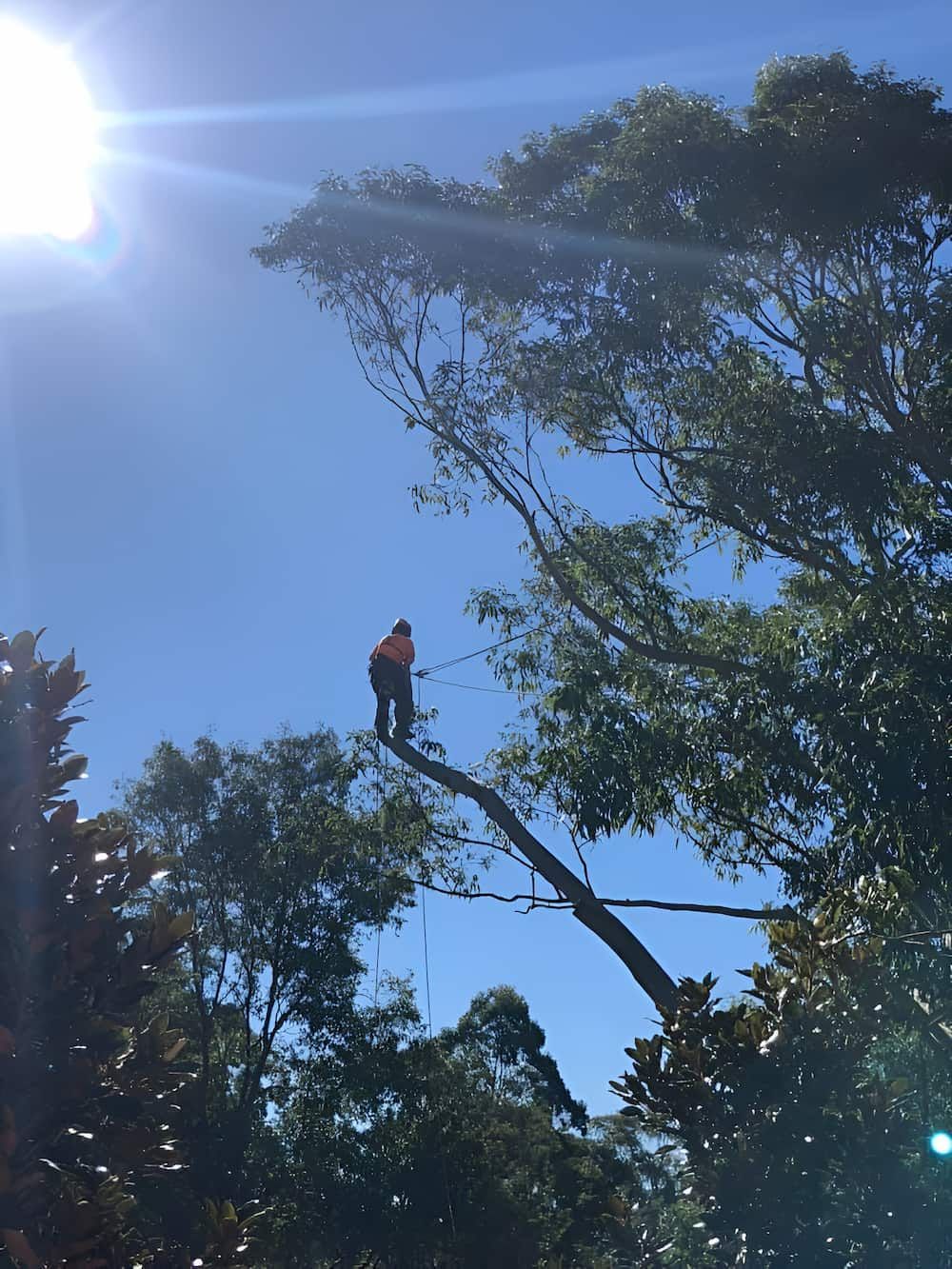 A Man Is Standing On Top Of A Tree Cutting A Branch — All Area Tree Service Pty Ltd In Fountaindale, NSW