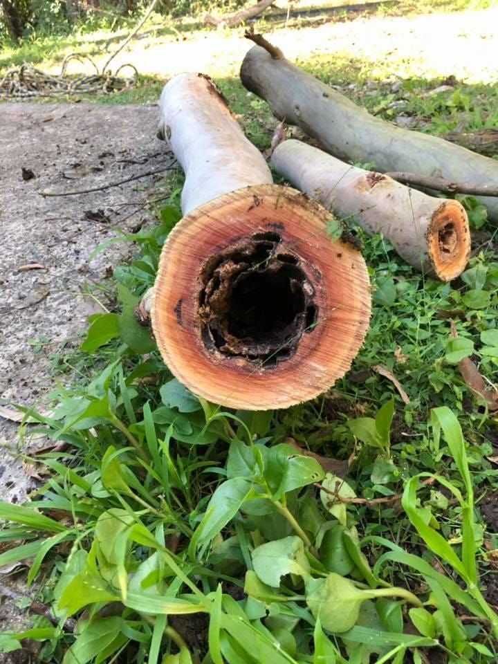 A Tree Trunk With A Hole In It Is Laying On The Ground — All Area Tree Service Pty Ltd In Fountaindale, NSW